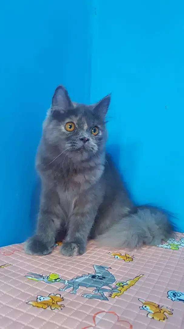 lepas adopsi kucing persia
