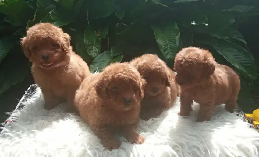 Toy tiny poodle super lucu