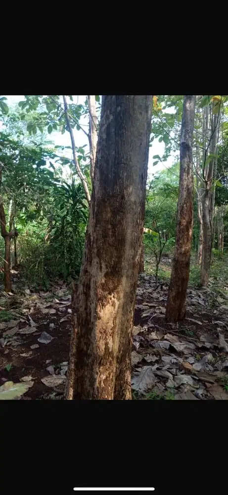 DI JUAL KEBUN JATI 2 LOKASI , TOTAL POHON JATI 325 POHON