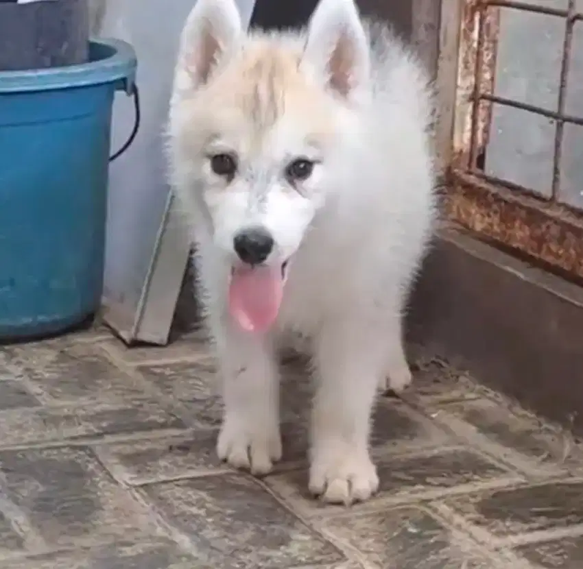 Siberian Husky Jantan Abu 2 bln Non Stamboom