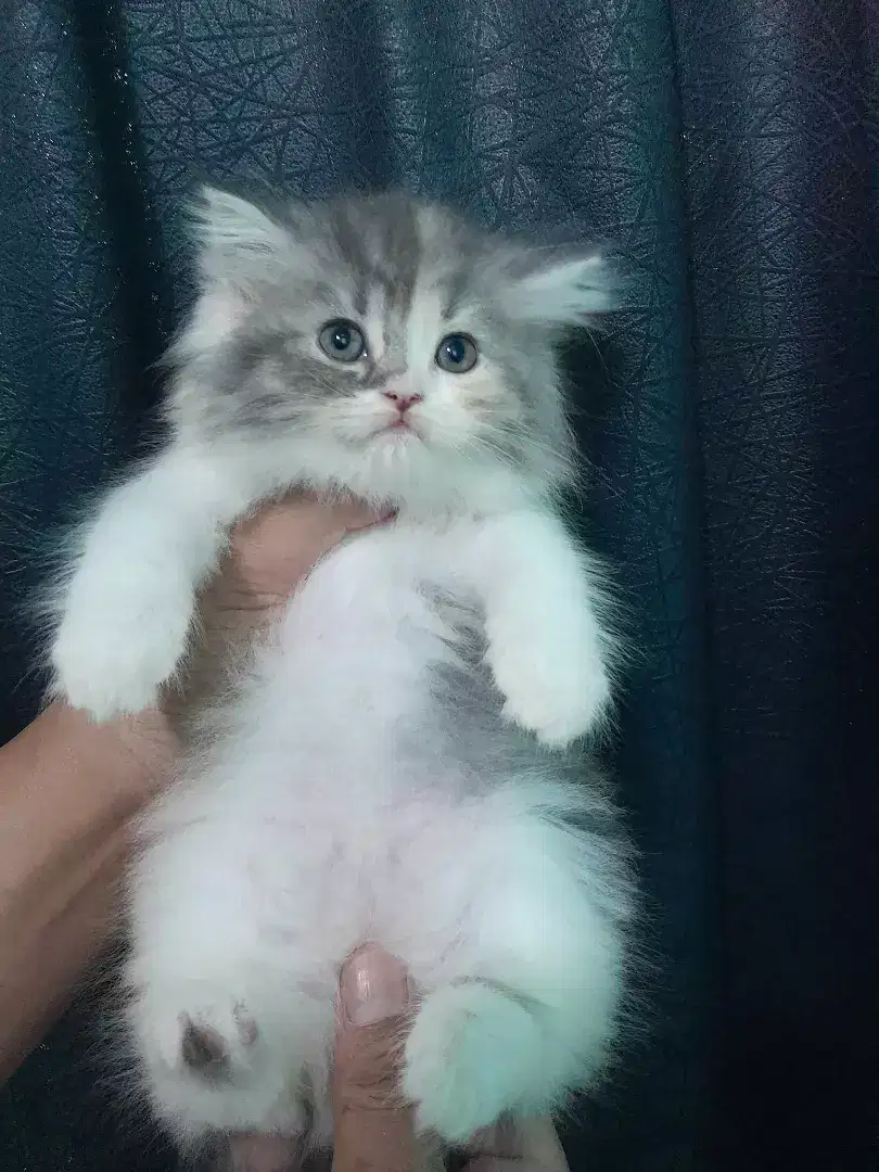 Kitten persia # kitten abu putih #kitten lucu