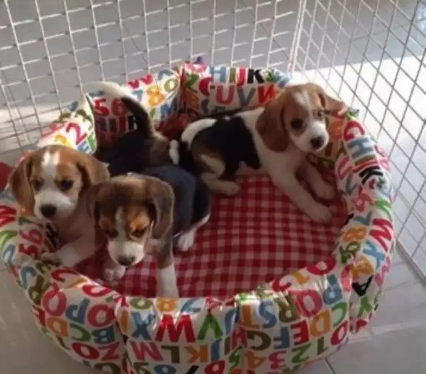 DIJUAL ANAK ANJING BEAGLE