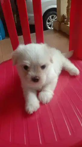 anak anjing maltipo jantan