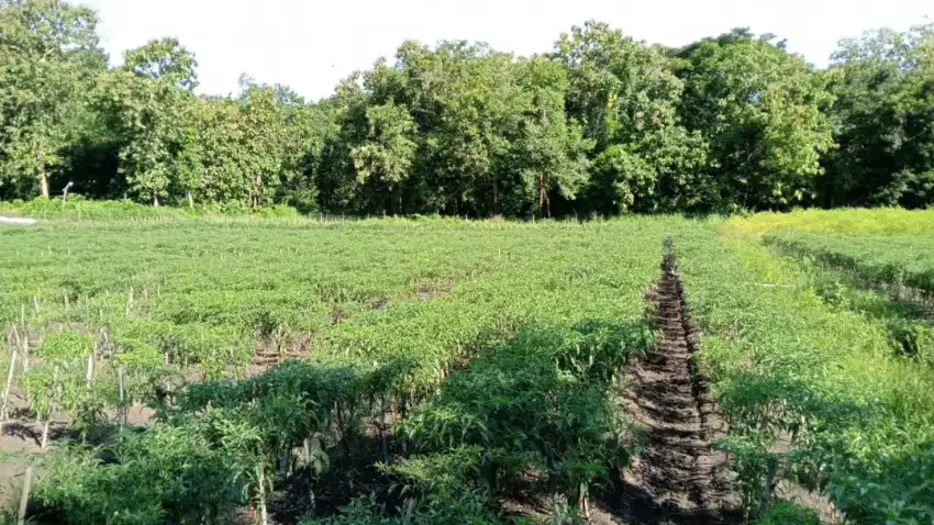 Tanah murah pekarangan fisik sawah
