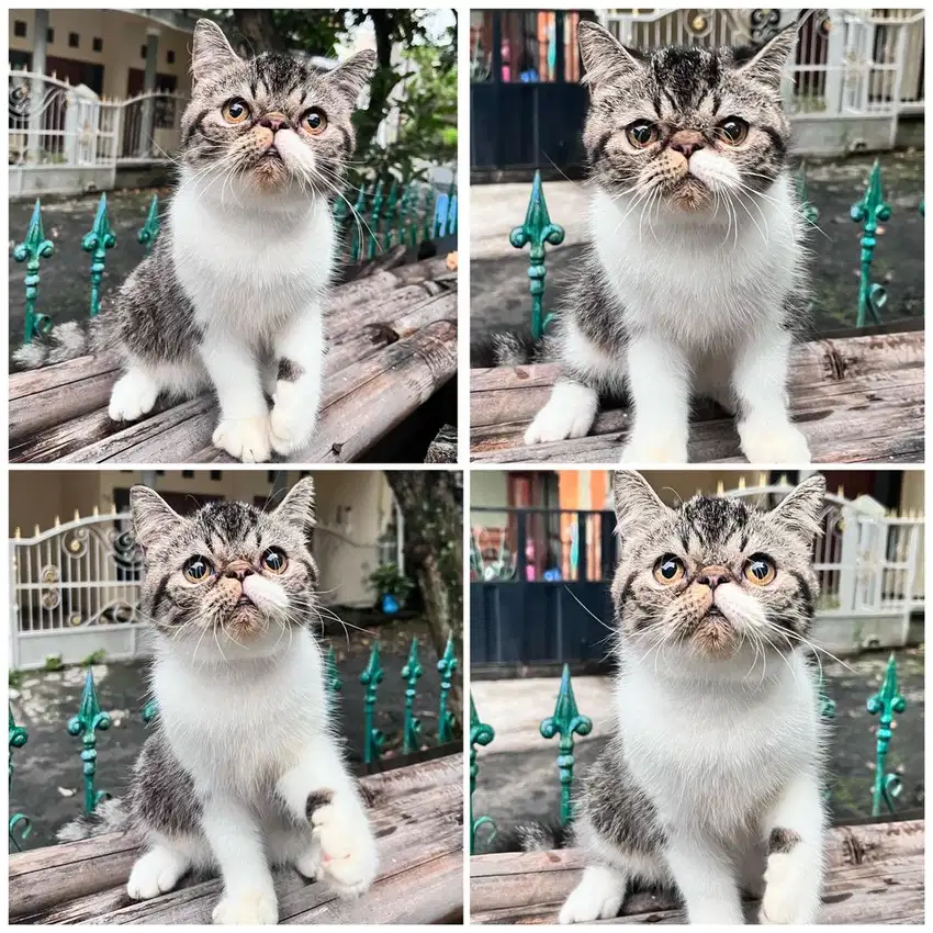 Kucing exotic peaknose