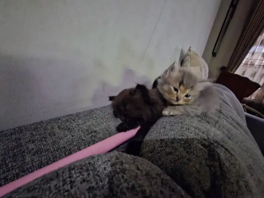 Adopt kitten persia