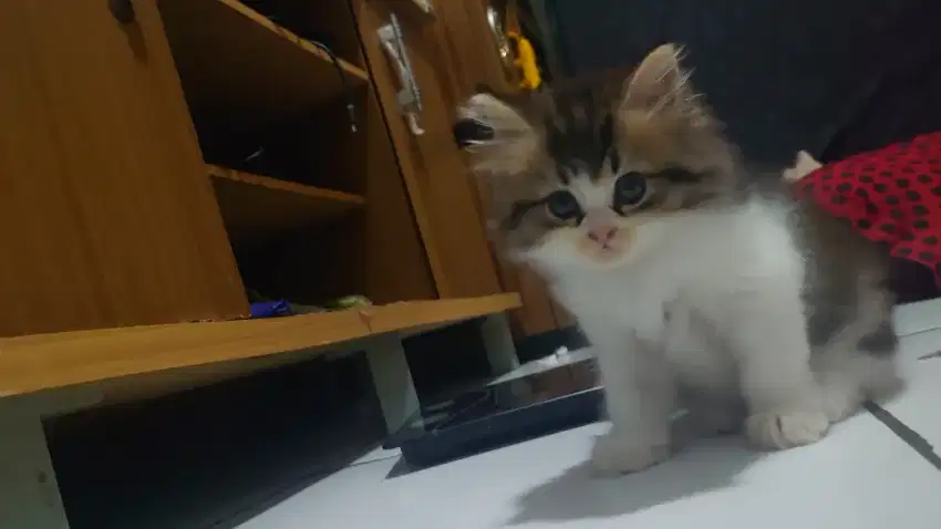 Kitten Persia 2 bulan