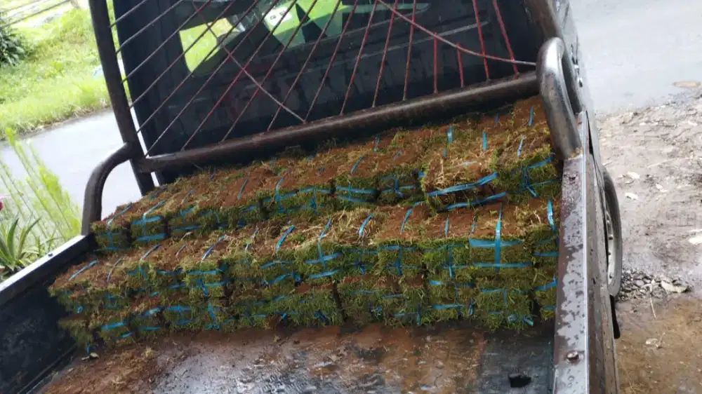 Jual rumput jepang untuk taman
