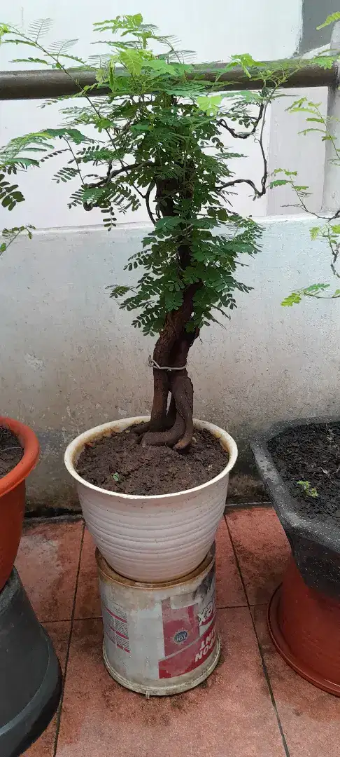 Jual Bonsai Asem Jawa