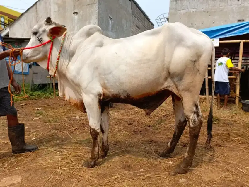Sapi qurban Aneka Jenis