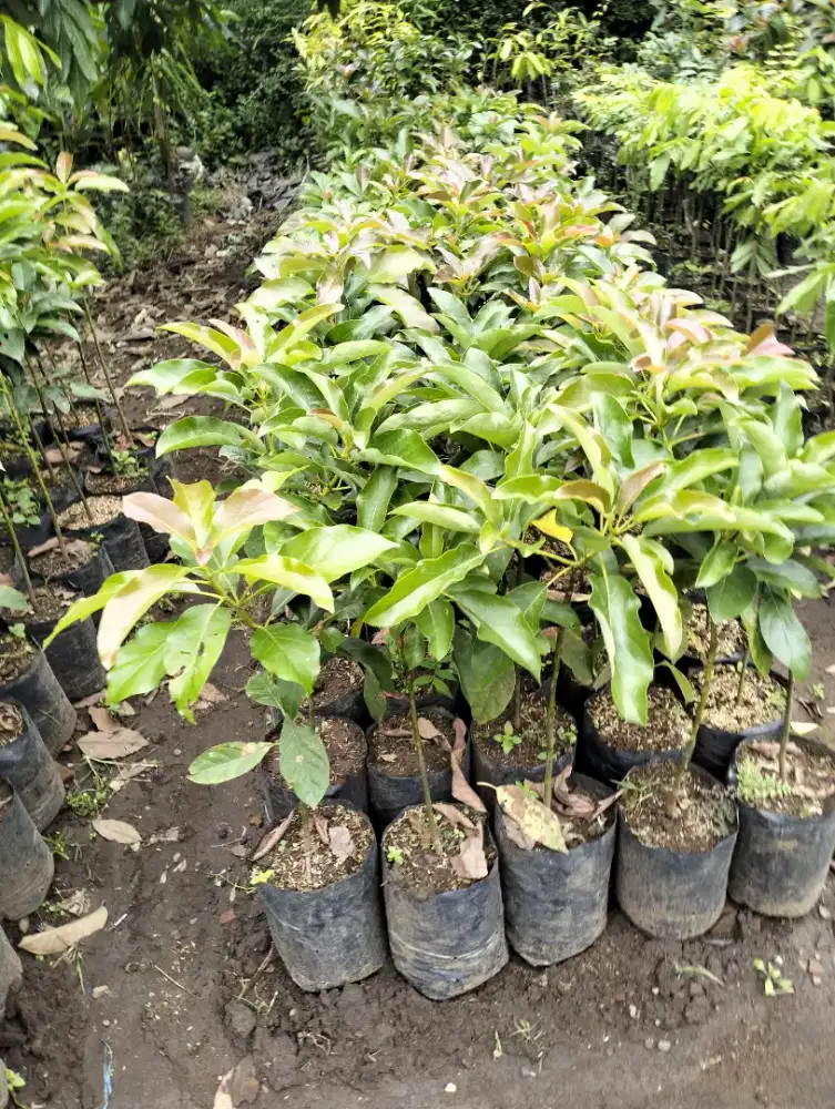 Grosir aneka bibit buah harga murah