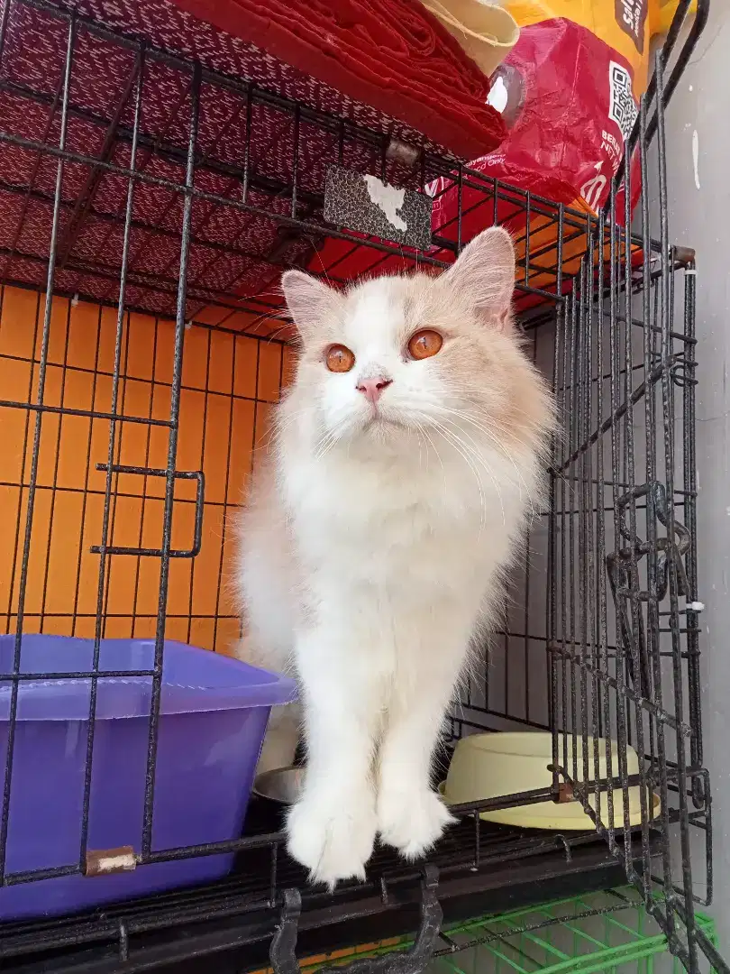 C ganteng Persia mix BSH