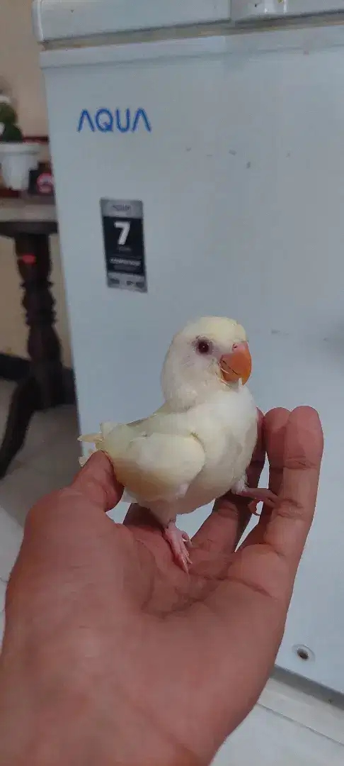 Lovebird jinak non klep