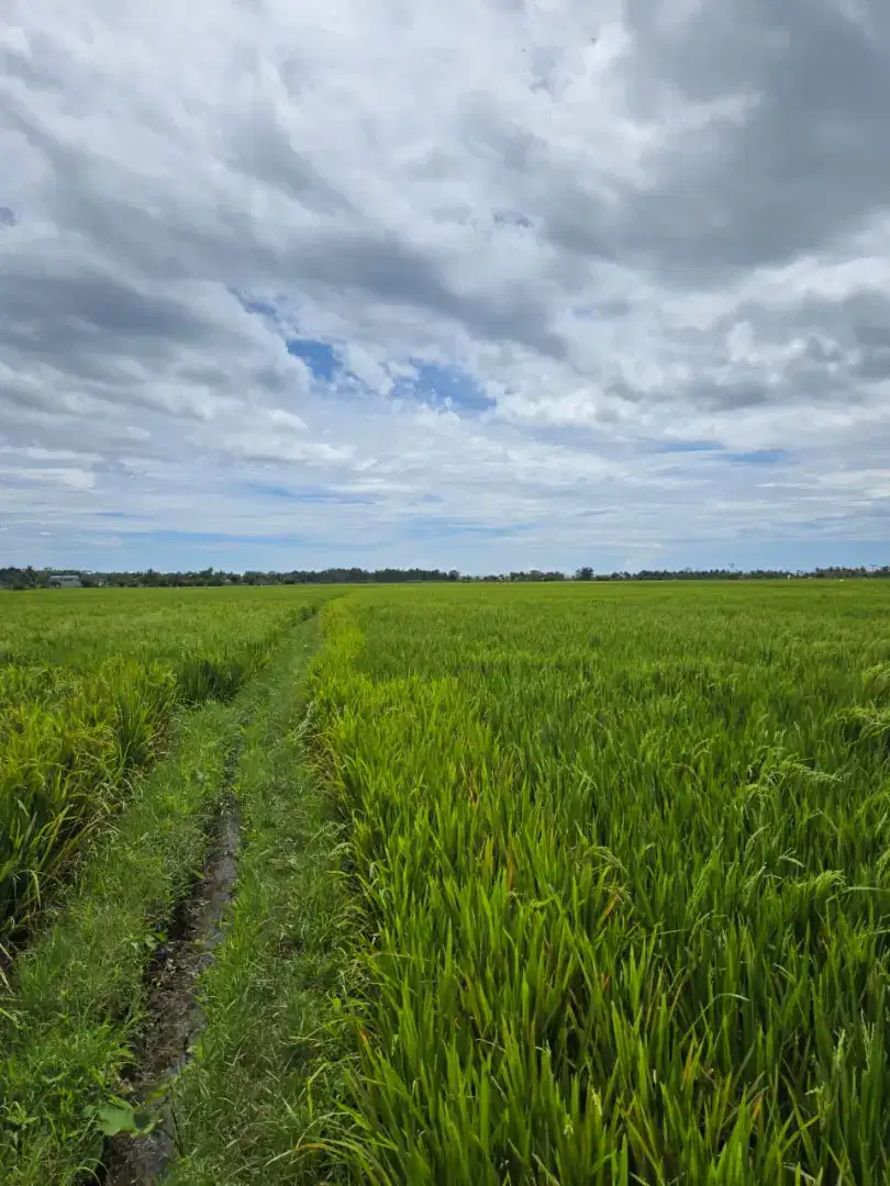 Dijual sawah rata pinggir Pantai Geopak pelabuhan Ratu