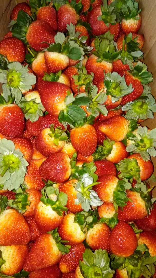 Buah Berry Allfrees