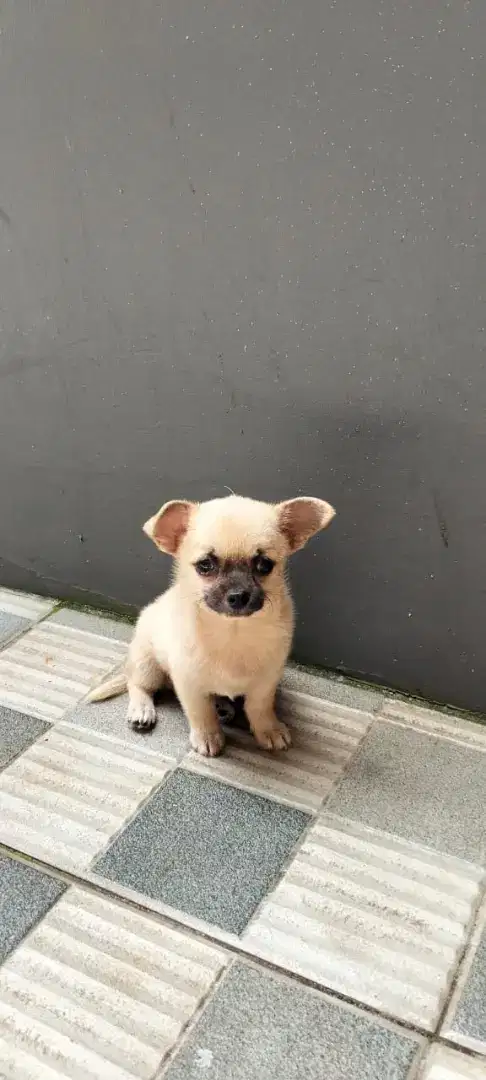 Anjing cihuahua
