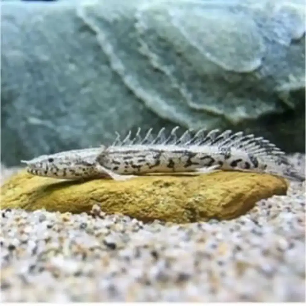 Ikan Palmas Endliceri