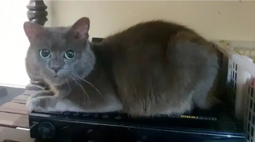 KUCING ABU ABU JANTAN