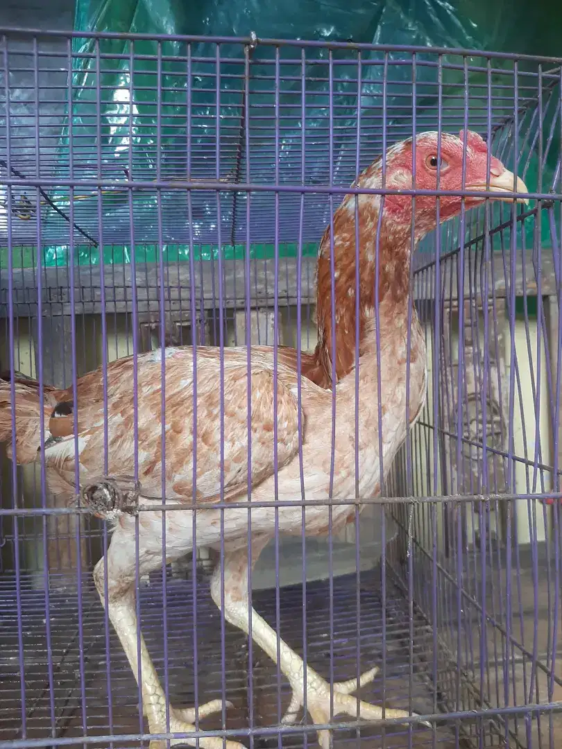 Ayam bangkok betina mangon