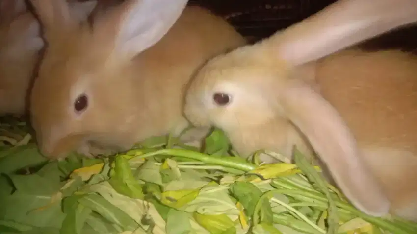 4 ekor Kelinci lucu imut dan jinak