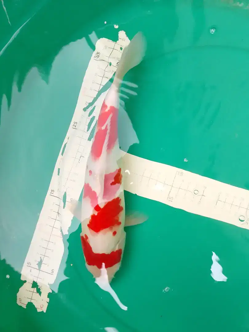 Ikan koi jenis Kohaku 33cm pola step