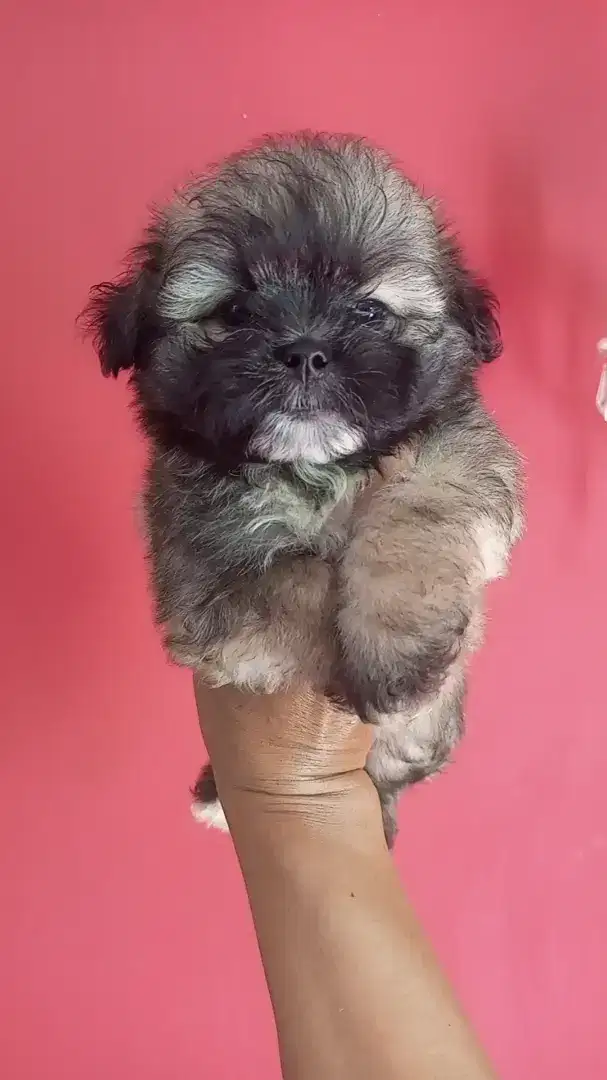 Puppy Shipom jantan mungil