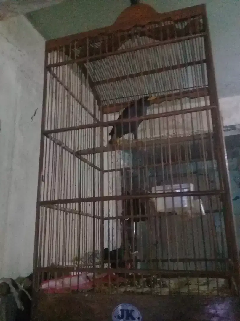 Jalak kebo jantan
