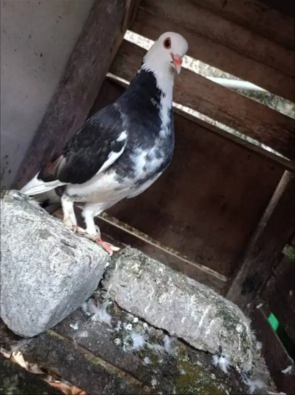 Merpati Blantong Jembros Jantan