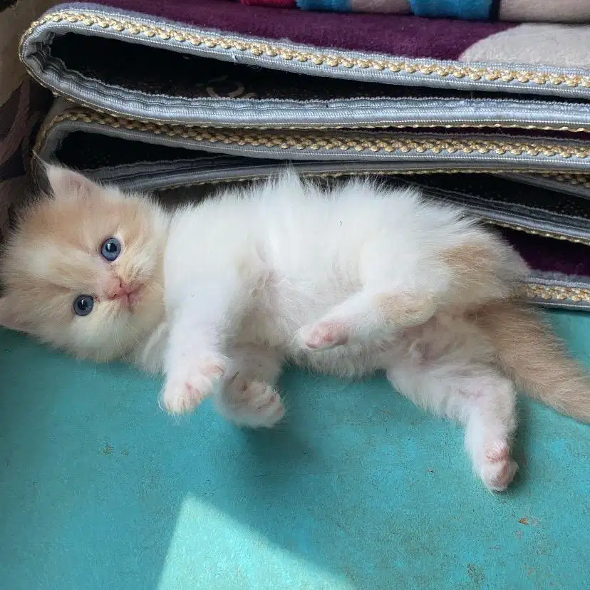kitten persia flatnose jantan lucu gemesh kucing ras persia