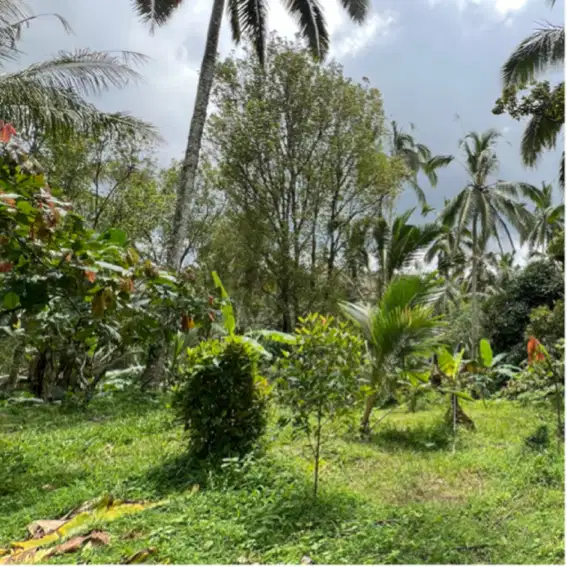 Di jual kebun durian dan manggis sangat subur