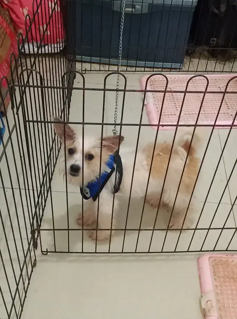Ganti Pakan Anak Anjing Lucu