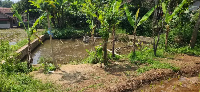 Di jual sawah aktif dan balong daerah puntang