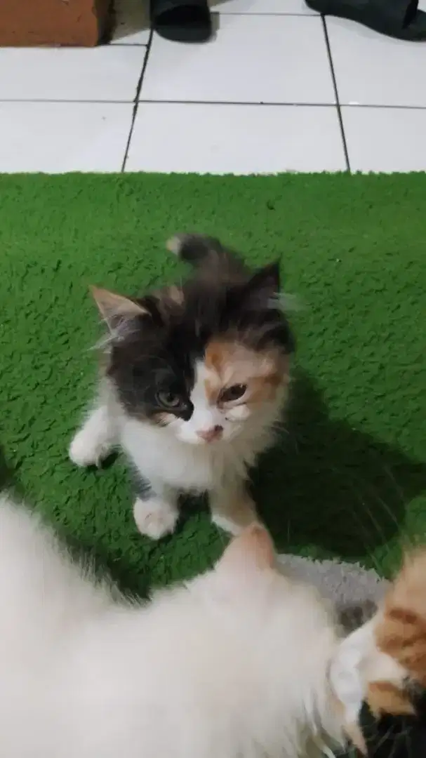 Open adopsi anak kucing