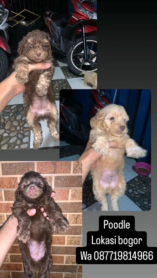 Anak anjing lucu poodle