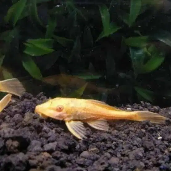 Ikan Sapu-Sapu Albino