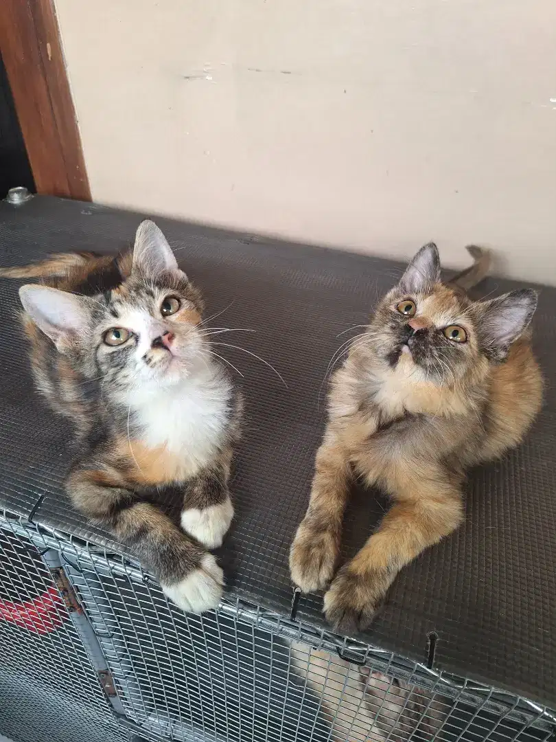 Kucing persia kitten