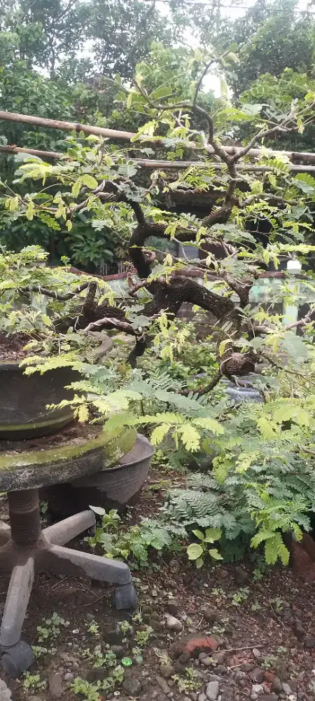 Bonsai Asem Jawa