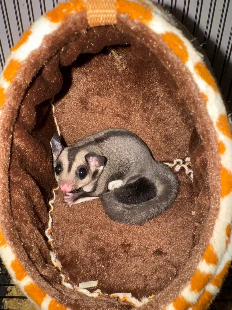 Sugar glider classic gray jantan