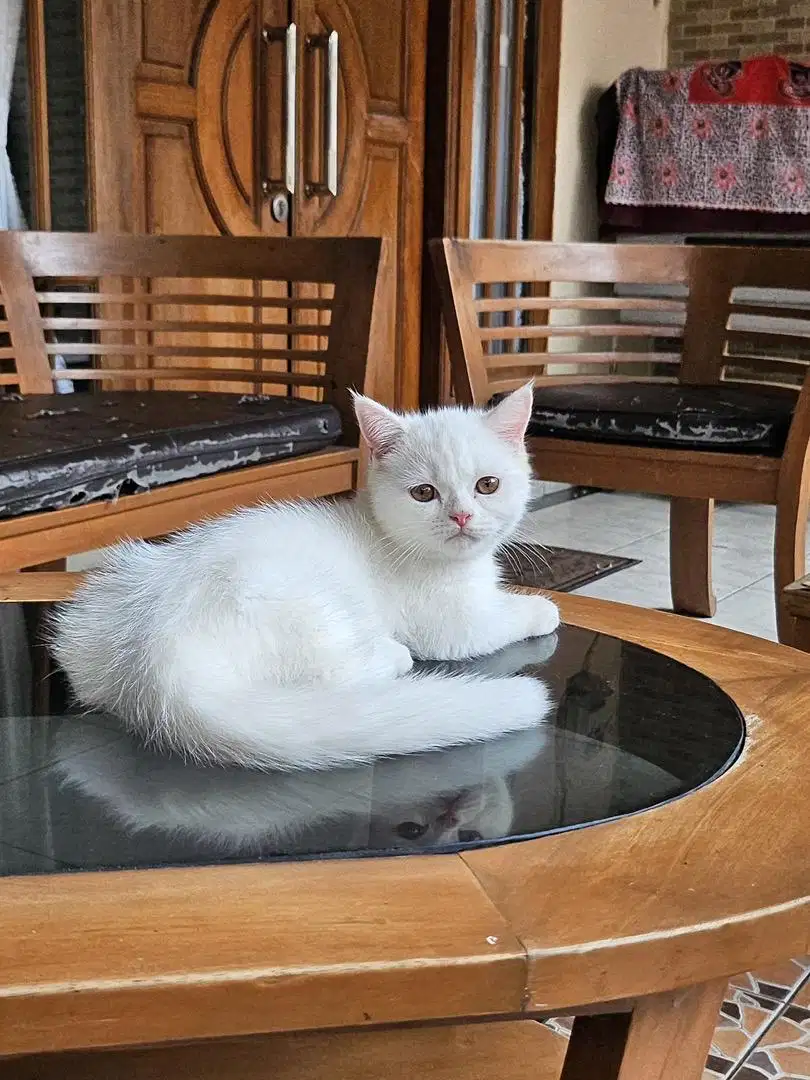 Munchkin bsh jantan