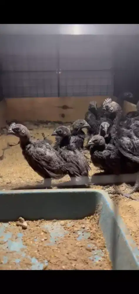 Jual ayam cemani asli lidah hitam usia 1 bulanan ayam hias indonesia