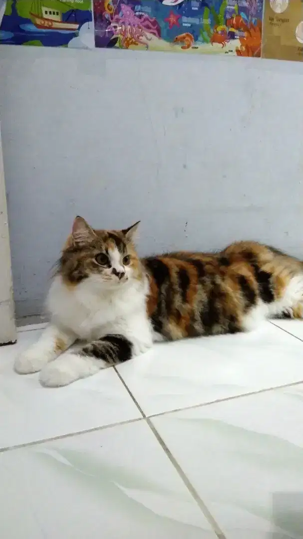 Lepas adopsi kucing