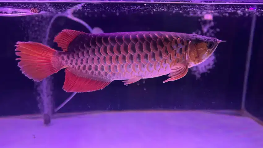Ikan arwana super red