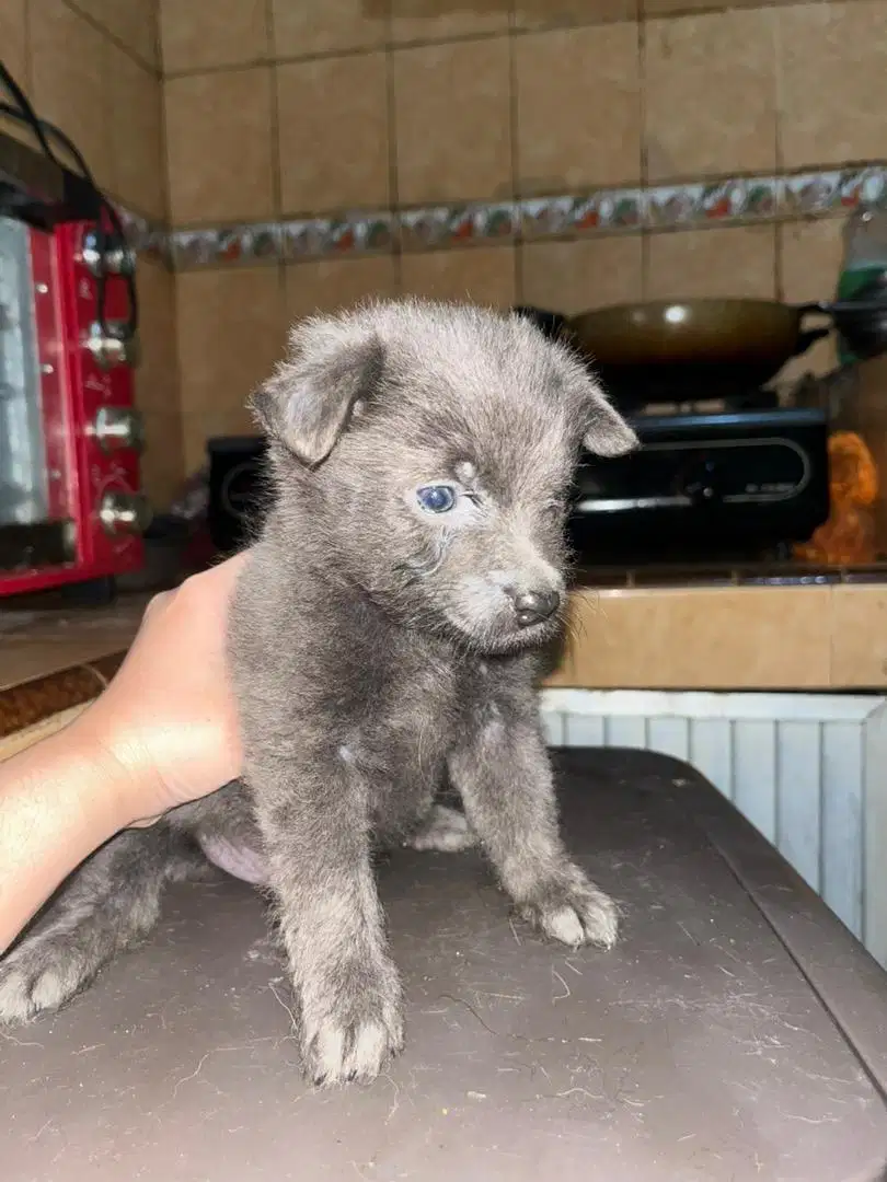 Dijual anak anjing mix puddle x kampung