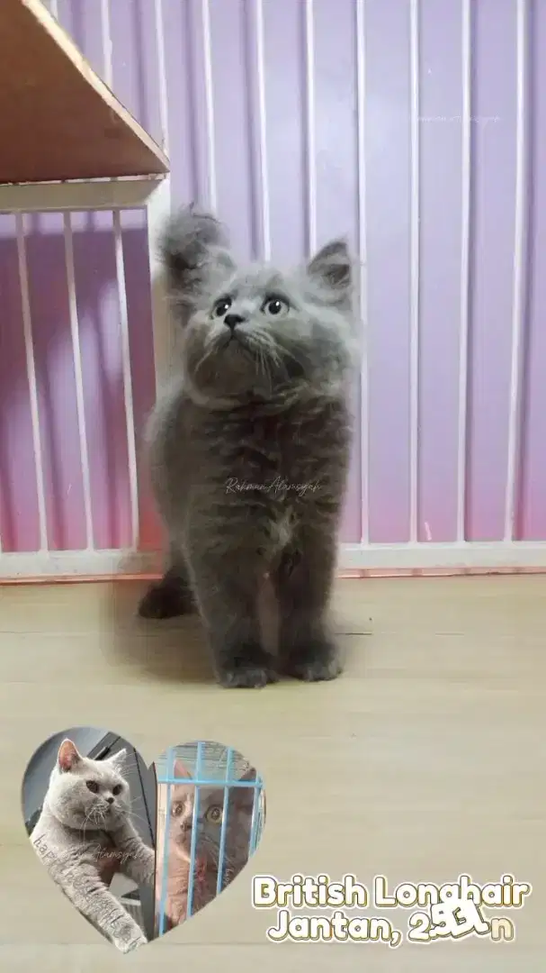 Kucing BLH Jantan NonPed