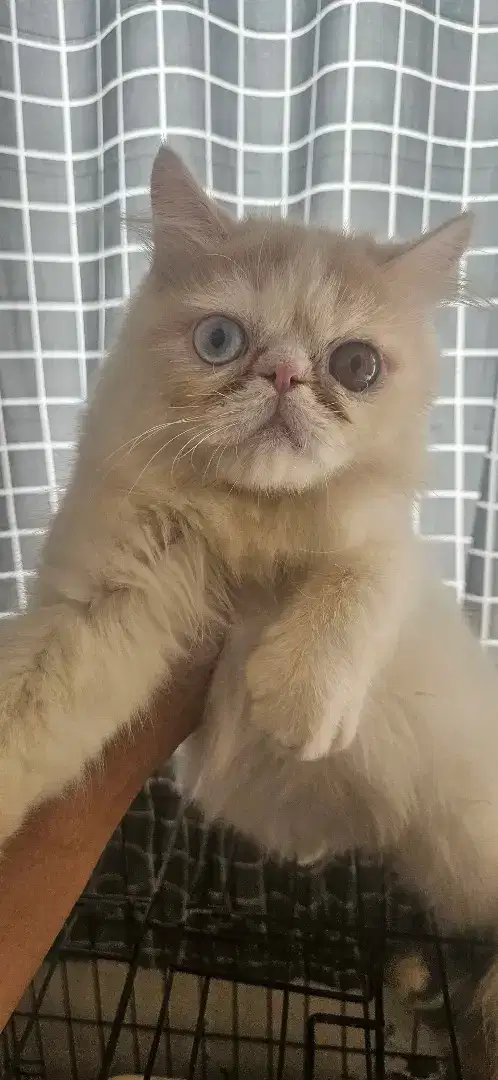 Open adopt kitten persia peaknose odd eye 4 bulan