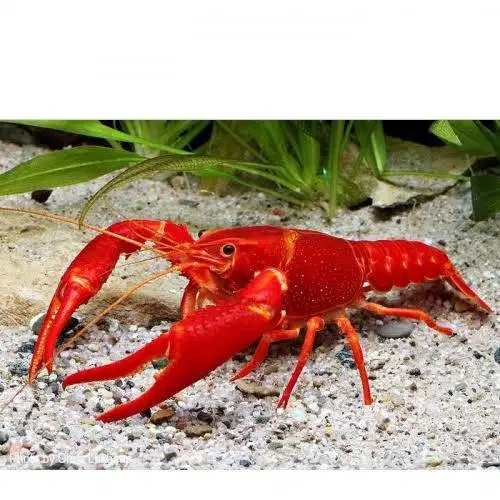 Lobster Merah Merona