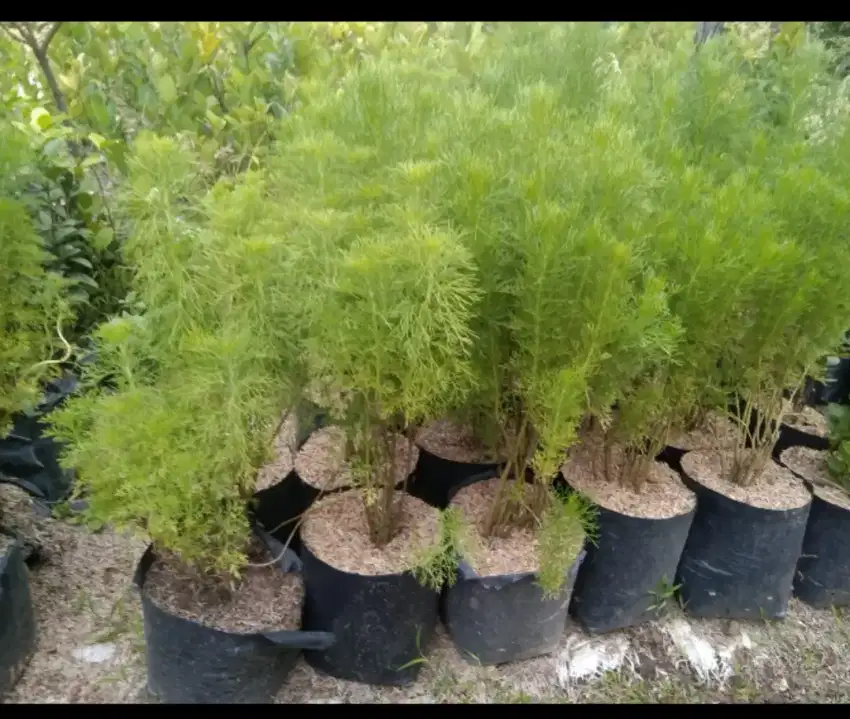 Pohon hias Cemara Air