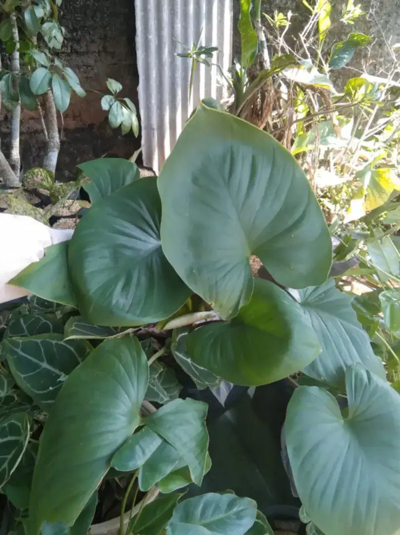 Pohon hias sente