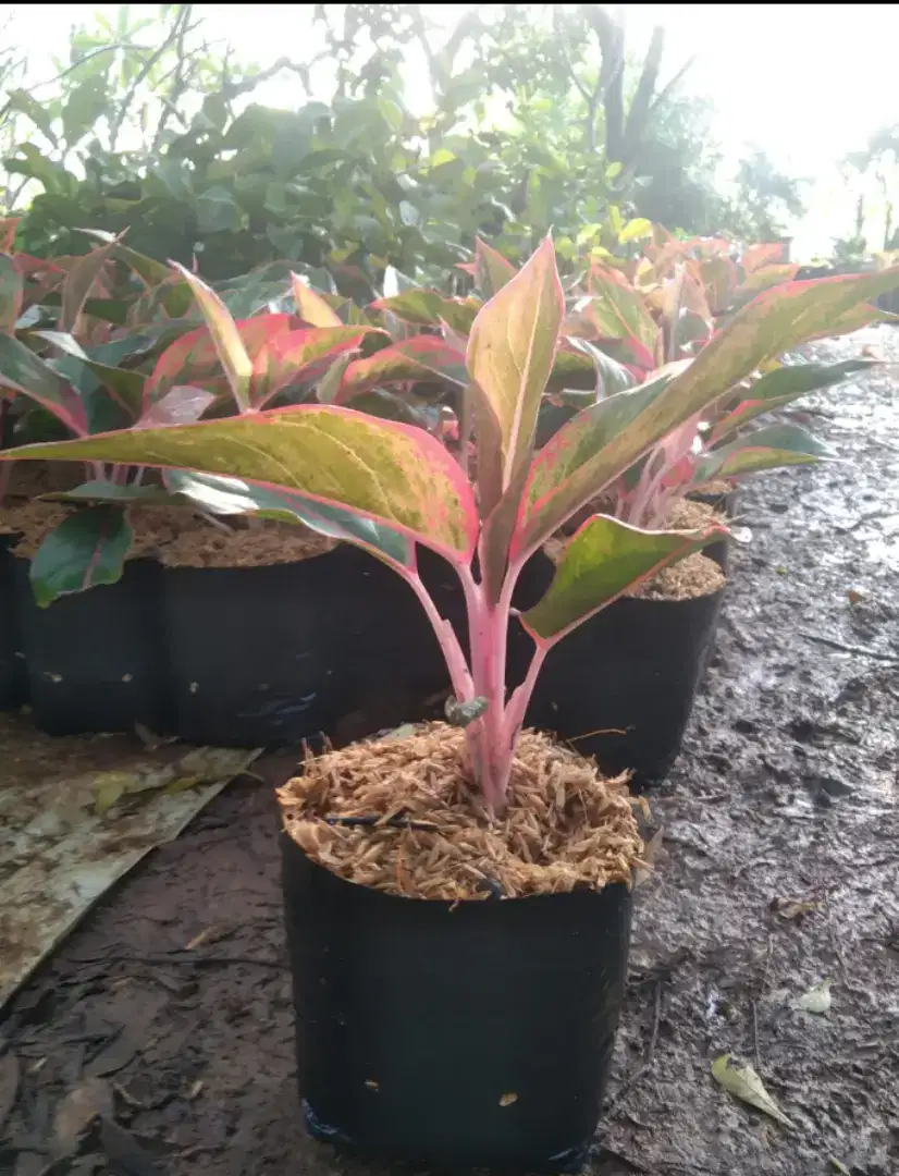Pohon hias aglonema lipstik