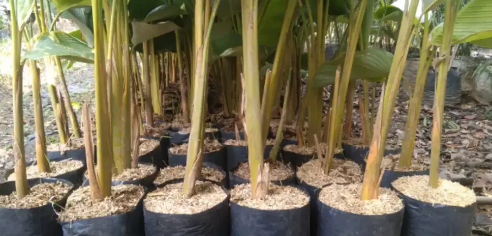 Pohon kalatea, pisang pisangan